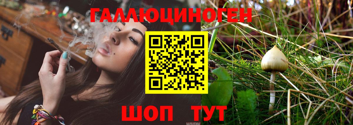 Галлюциногенные грибы Psilocybine cubensis Вышний Волочёк